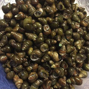 千岛湖野生清水新鲜活螺蛳泥螺田螺石螺活体现剪顺丰包邮1500克