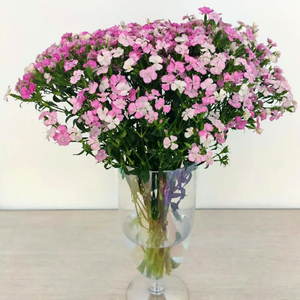 【相思梅鲜花水养】相思梅鲜花水养品牌,价格 - 阿里巴巴