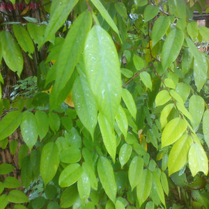 新鲜现摘酸杨桃树叶 野生酸杨桃叶子 五敛子叶 五棱子叶 一斤包邮