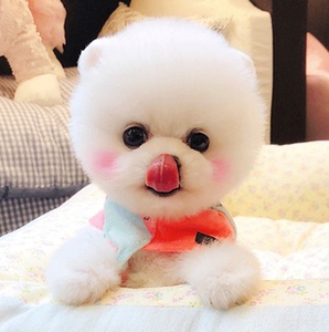 犬幼犬活体长不大哈多利茶杯犬可爱俊介犬小型犬宠物狗狗39人付款