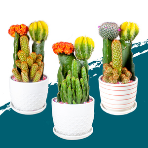 大仙人球开花仙人掌组合盆栽室内易养防辐射吸甲醛多肉植物