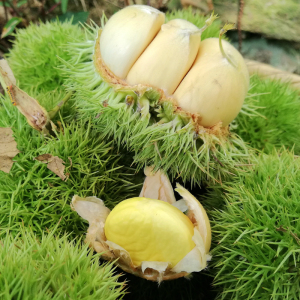 现货2022新货当季新鲜白壳板栗球白皮嫩毛栗子带壳花壳板栗刺球