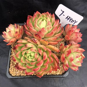 红玉冬云一物一拍 多头群生老桩 木质化杆子 精品控养 多肉植物