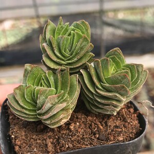 方塔 多肉植物 多头群生老桩 景天科青锁龙属绿植盆景 肉肉
