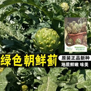 进口绿朝鲜蓟种子洋蓟蓟菜种籽观赏食用四季播种蔬菜种子庭院盆栽