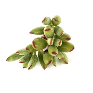 多肉植物精灵豆福娘萌肉肉易爆盆群生多头创意防辐射花卉绿植盆栽