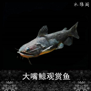 大嘴鲸 颈鳍鲶科 淡水鲸鱼魔鬼猛鱼南美鲶鱼 水生缘水族