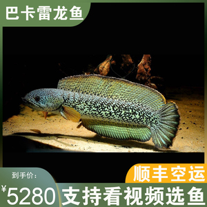 巴卡雷龙鱼黄金眼镜蛇雷鱼巴卡雷龙鱼苗高端进口雷龙鱼淡水好养活