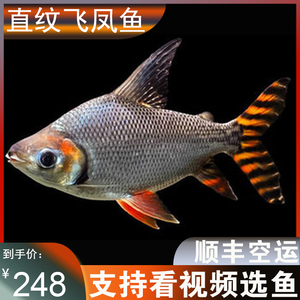 飞凤鱼观赏鱼直纹飞凤清洁高档龙鱼配鱼吃垃圾鱼凤鱼活体龙凤呈祥