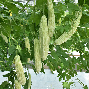 新蓝山大白苦瓜种子 早熟白苦瓜种子抗病 耐热 高产四季 蔬菜种籽