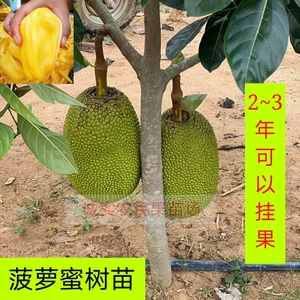 菠萝蜜树苗红肉泰国8号12号马来西亚1号四季结果印尼红黄肉榴莲蜜