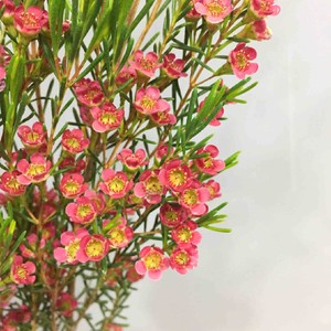 进口彩色澳洲腊梅室内真盆栽鲜花绿植浓香净化空气包邮多年生热销