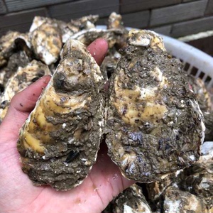湛江官渡带壳新鲜牡蛎10斤装特大中蚝一箱水产野生蚝即食1人付款138