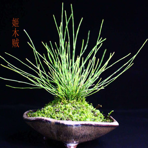 姬木贼 日本山野草案头茶几客厅微型盆景包邮造景绿植