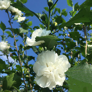 白色木槿花花语图片