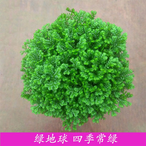 【地球绿植】地球绿植品牌,价格 - 阿里巴巴