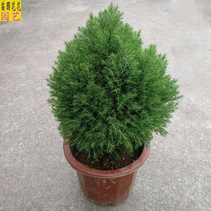 皮球松盆栽 皮球柏球松 四季常青 自然成圆形净化空气绿植 可地栽
