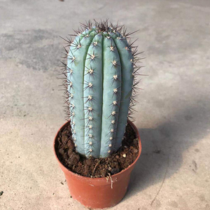 仙人柱蓝柱长毛