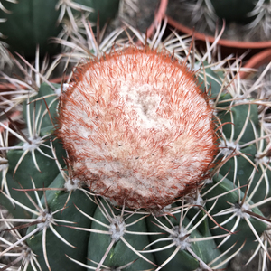 小柒绿植 层云卷云仙人球桌面绿植防辐射小盆栽多肉植物