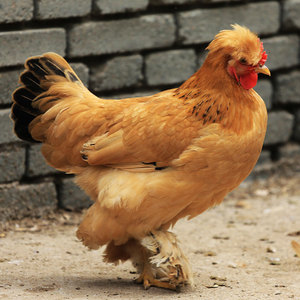 000人付款天猫【盒】首农百年栗园散养北京油鸡母鸡