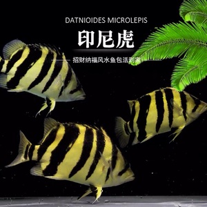 虎鱼活体印尼三纹四纹苏虎泰北虎混养龙鱼配鱼虎鱼新手练手虎鱼苗