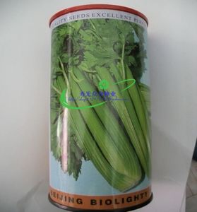 美国文图拉西芹种子 高产芹菜 大面积用种 春秋季播蔬菜