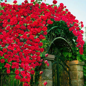 爬藤蔷薇月季花苗龙沙宝石特大浓香盆栽四季大苗玫瑰阳台拱门植物