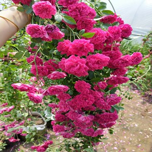月季蔷薇花苗梅郎珍珠攀援藤本大型爬藤植物玫红色多花重瓣无刺