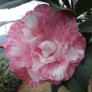 福建精品花卉红尘飞舞 干贝利盆栽茶花苗吸甲醛 庭院绿植阳台包邮