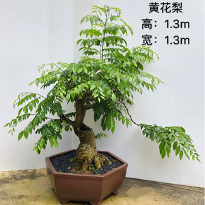 00future属于你淘宝海南黄花梨黄檀盆栽盆景室内阳台办公室耐阴好养