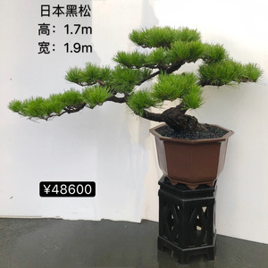 日本黑松盆景迎客造型提根黑松 日本松盆栽绿植高端花卉四季长青