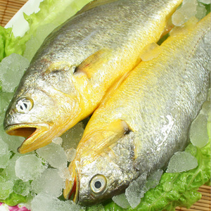 深海鱼野生黄花鱼新鲜大黄鱼 现捕速冻大海鱼去内脏350克左右一条