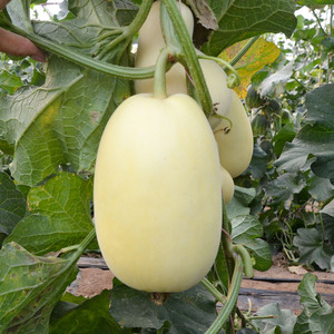 星甜二十四号甜瓜种子双星甜瓜种籽白皮甜瓜种孑超甜夏季四季苗秧