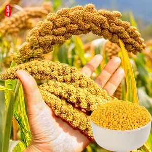 小米谷子红谷子种籽黄小香米旱稻谷种子香糯高产大田农家种孑谷物