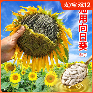 油用向日葵种子榨油用油葵种籽矮大头高油率非转基因葵花籽孑矮杆