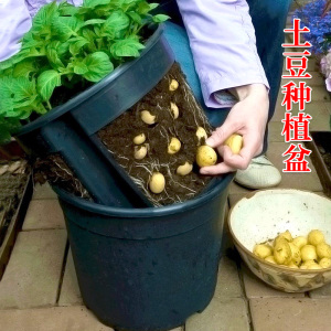 土豆大姜种植盆农家自种马铃薯专用阳台盆栽种植红薯花生种籽种子