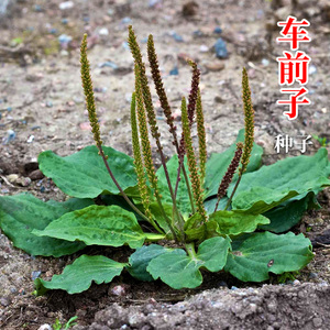 野菜籽草药功效图片