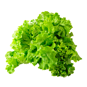 日本进口泷井生菜种子奶油/紫叶/红叶沙拉生菜种籽盆栽四季蔬菜孑