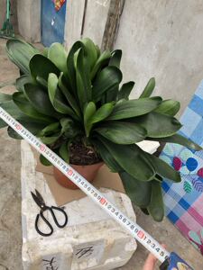 君子兰 多头兰 群兰 成兰 当年开花 已上箭 特价包邮