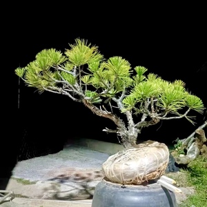 迎客式黑松文人式五针松多杆山松老桩盆景四季常青室内外阳台庭院