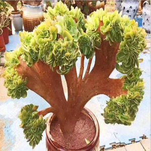 小叶香炉盘缀化法师多肉植物办公室防辐射桌面绿植花卉盆栽包邮