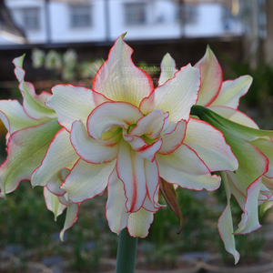 朱顶红滑稽演员