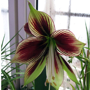 原生凤蝶朱顶红(hippeastrum papillio)