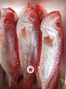 博贺港野生大眼鲷新鲜大眼鸡鱼大雄红眼红目鲢大金目鲷鱼海鲜500g