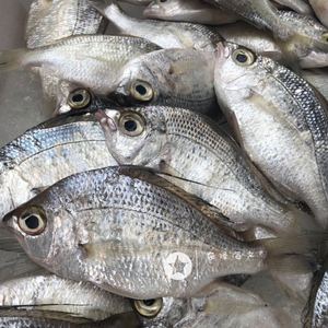 新鲜野生海鲜米