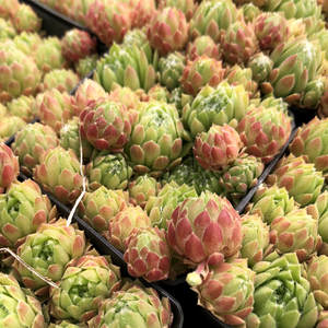 多肉植物蛛丝卷绢蛛丝卷娟多肉易爆盆群生肉肉创意盆栽花卉绿植