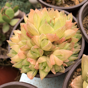 黄金凝脂菊玉露水晶寿类多肉植物十二卷阳台办公室好养组合小盆栽