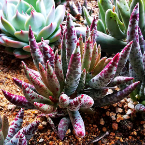 【初见花圃】梅花鹿水泡多肉植物天锦章水泡长叶梅花鹿老庄桩沈阳