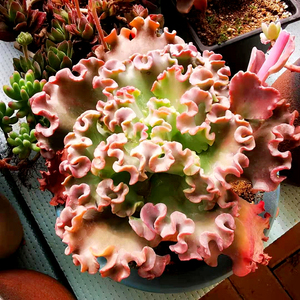 【初见花圃】一物一拍康康舞女王花笠婚纱大包菜多肉植物绿植美观