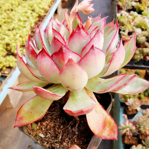 【初见花圃】月光女神老桩多肉植物精养老桩粉红边萌肉多头群生